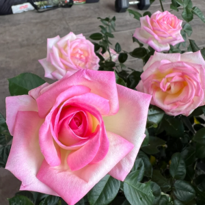 Princesse de Monaco Rose for sale丨Your roses