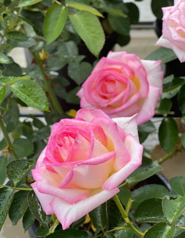 Princesse de Monaco Rose丨Your roses