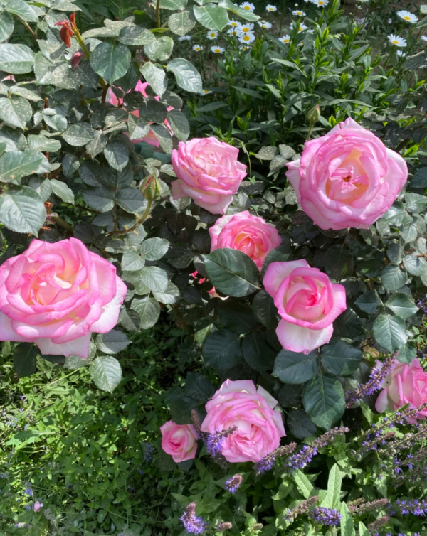 princess de monaco rose for sale丨Your roses