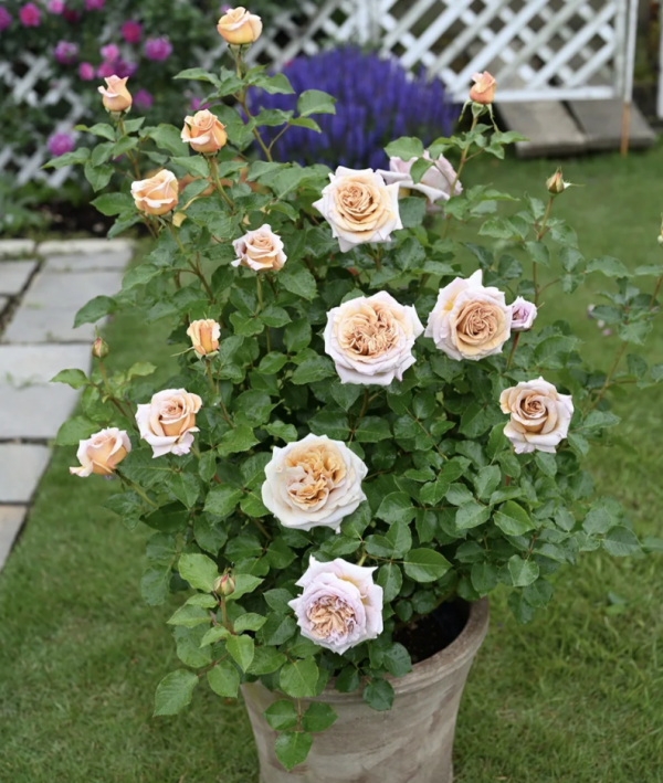 Rallye des Gazelles Rose Plant丨Your roses