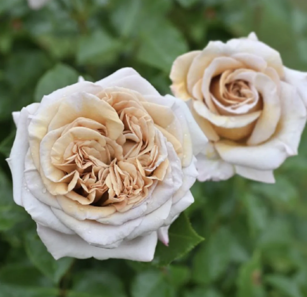 rosa rallye des gazelles丨Your roses