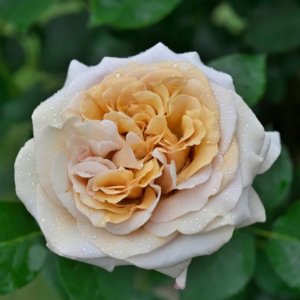 Rallye des Gazelles Rose丨Your roses