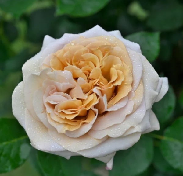 Rallye des Gazelles Rose丨Your roses