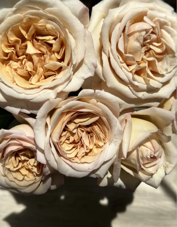 Rallye des Gazelles Rose for sale丨Your roses