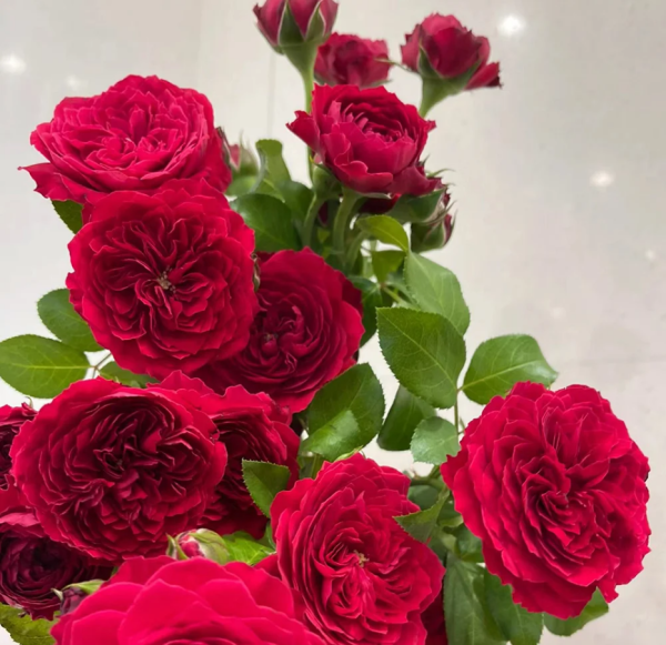 Red Leonardo da Vinci climbing Rose丨Your roses