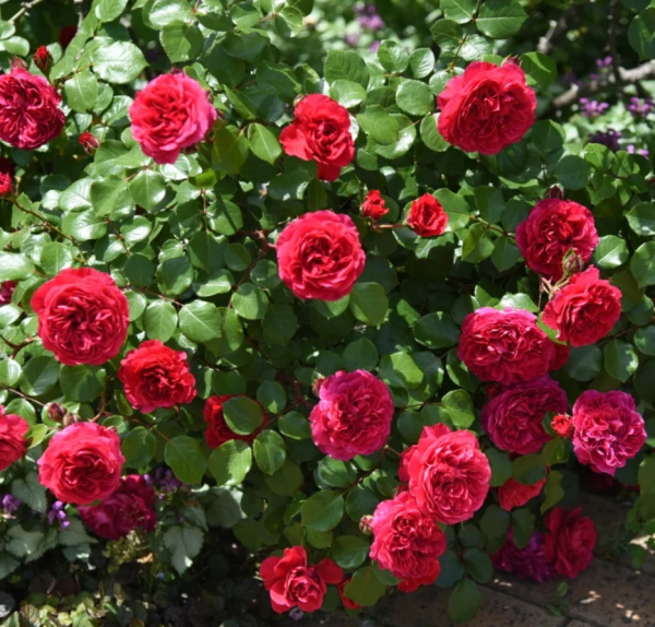 Red Leonardo da Vinci Roses丨Your roses