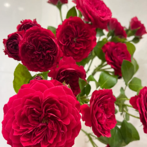 Red Leonardo da Vinci Rose丨Your roses
