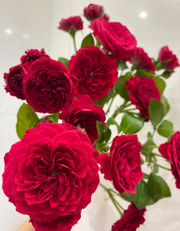 Red Leonardo da Vinci Rose丨Your roses