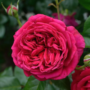 Republique de Montmartre Rose丨Your roses