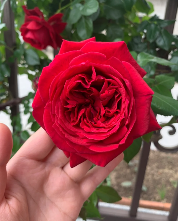 Republique de Montmartre Rose for sale丨Your roses