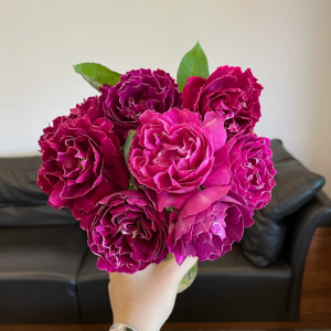 Roger Lambelin Rose丨Your roses