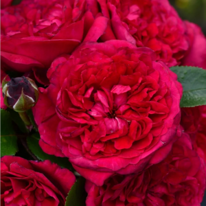 Clos Vougeot Rose丨Your roses