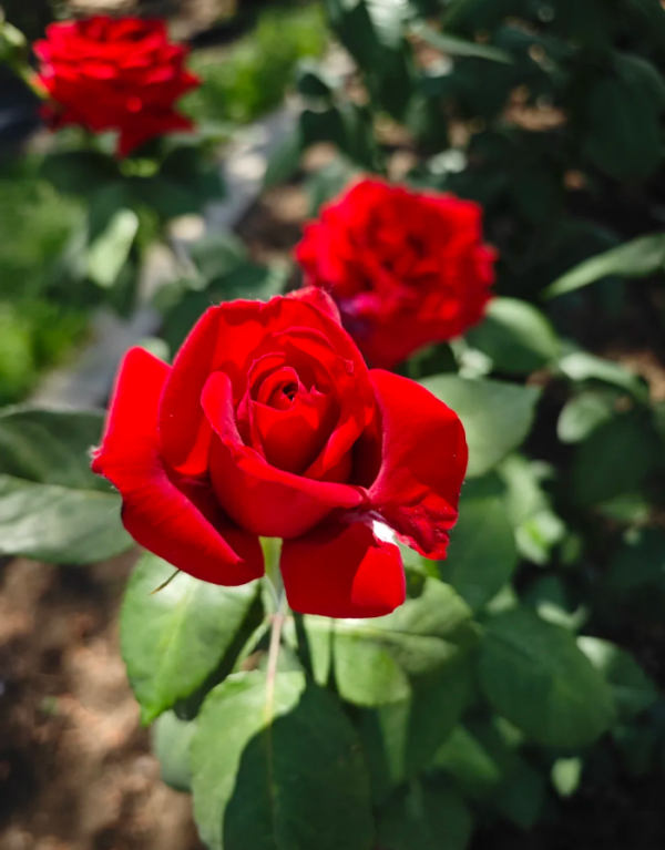 rose rouge meilland for sale丨Your roses