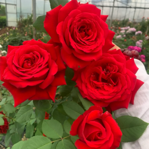 Rouge Meilland Rose丨Your roses