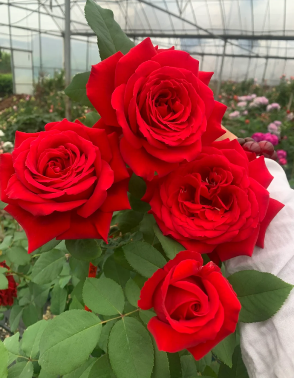 Rouge Meilland Rose丨Your roses