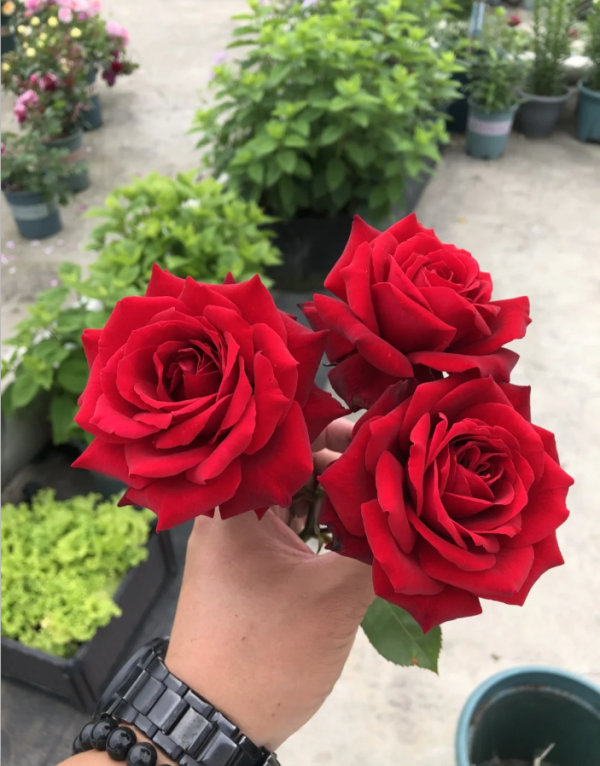 rose rouge meilland丨Your roses