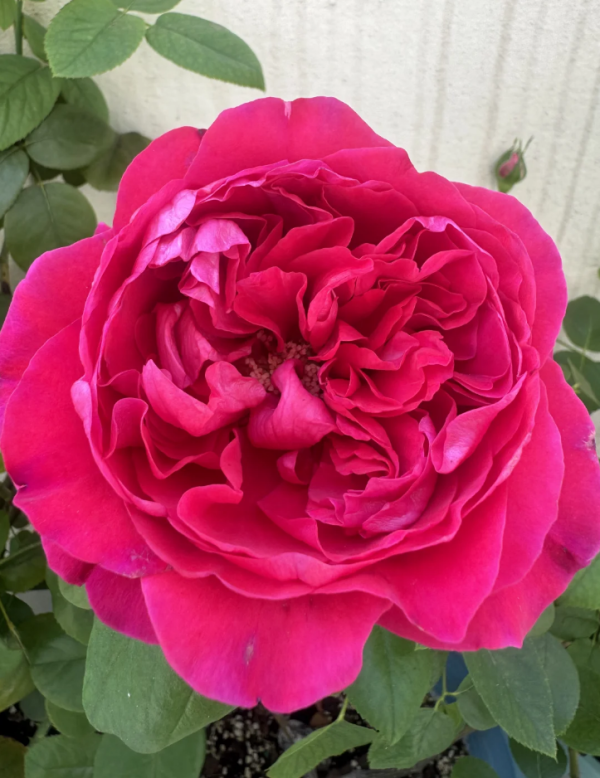 rouge royale rose for sale丨Your roses