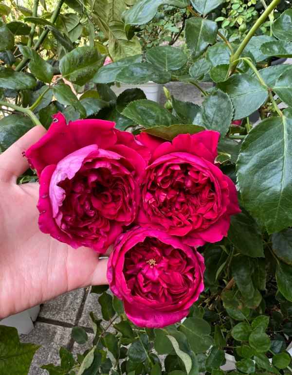 rouge royal rose丨Your roses