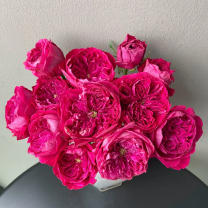 rouge royale rose丨Your roses