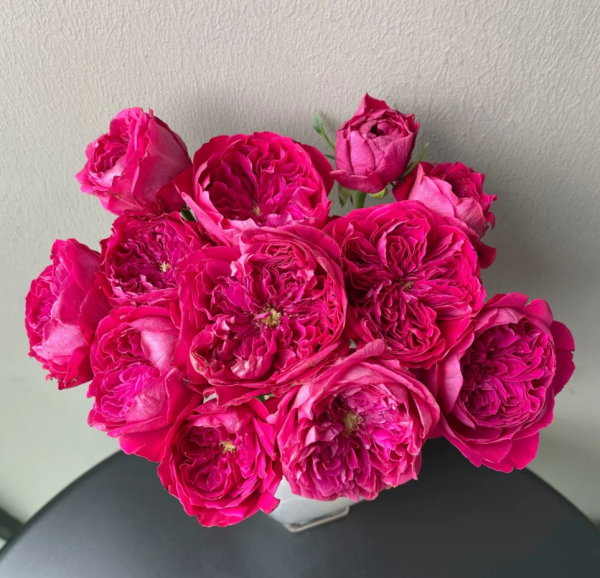 rouge royale rose丨Your roses