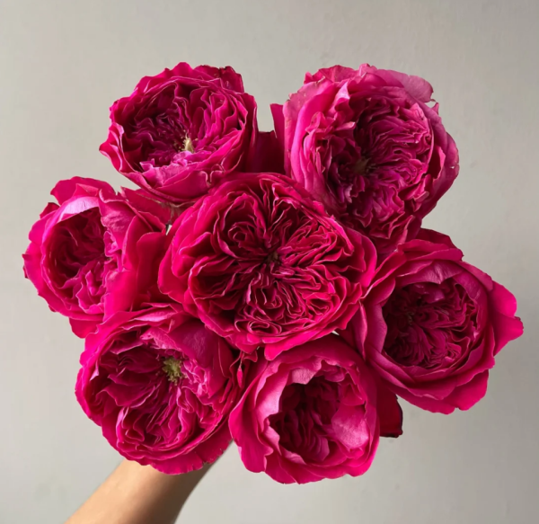 rose rouge royale丨Your roses