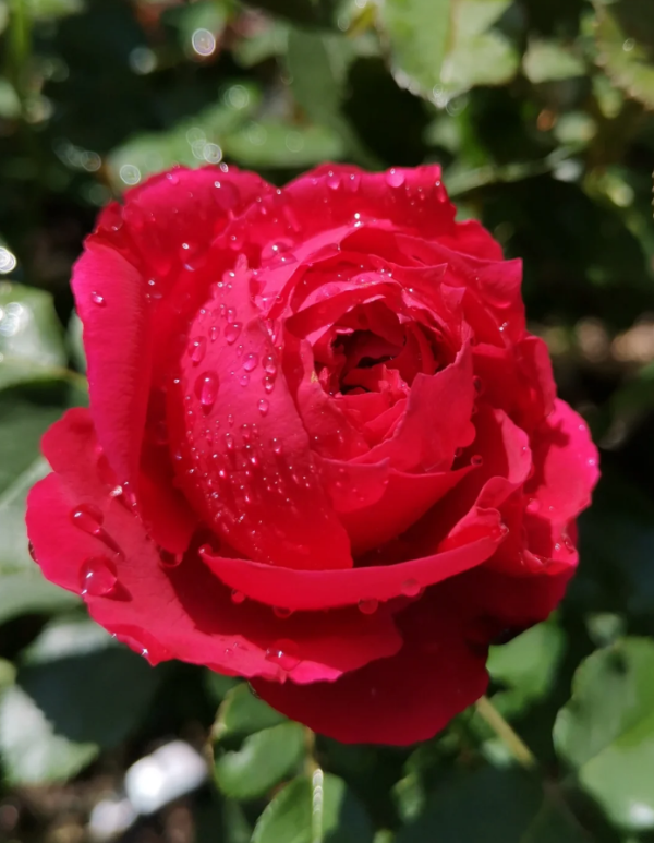 Ruban Rouge Rose plant丨Your roses