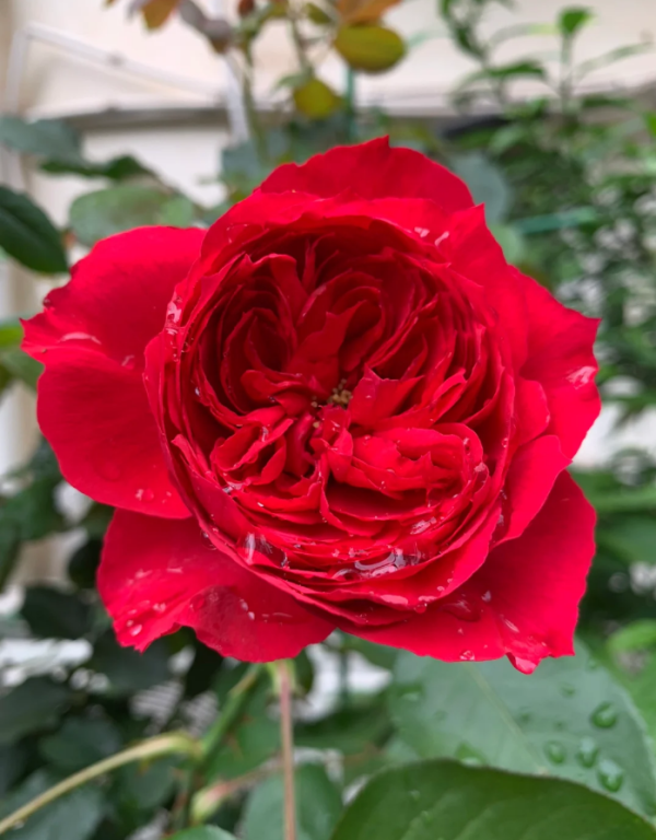 Ruban Rouge Rose for sale丨Your roses