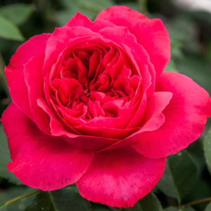 Ruban Rouge Rose丨Your roses