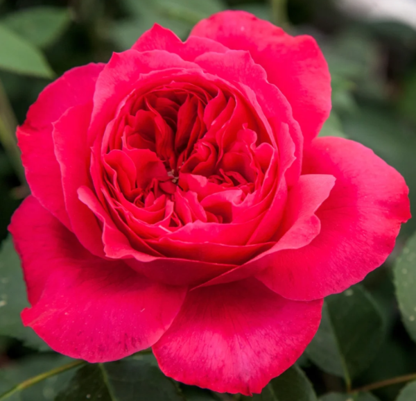 Ruban Rouge Rose丨Your roses