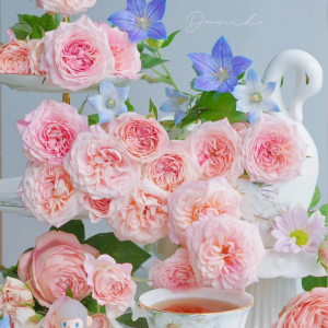 Sabrina Rose丨Your roses