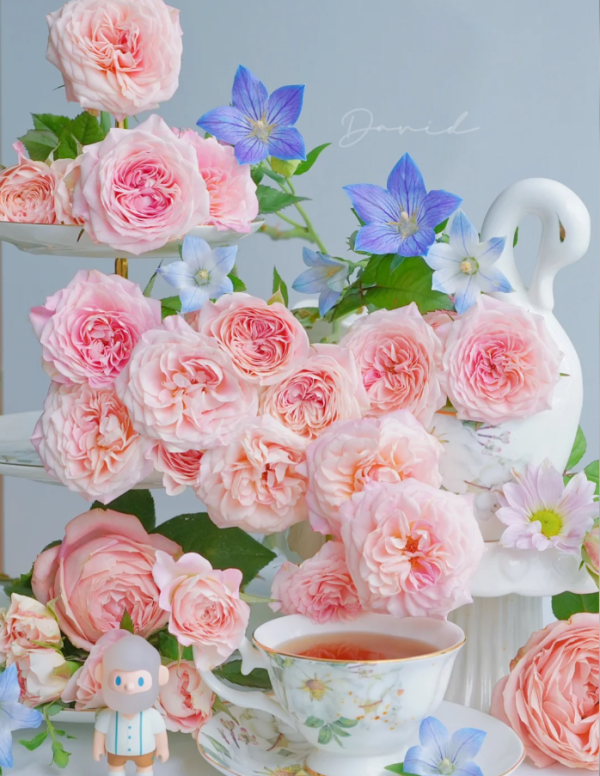 Sabrina Rose丨Your roses