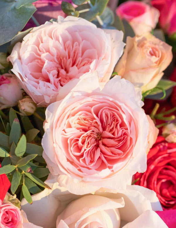 Sabrina Rose for sale丨Your roses