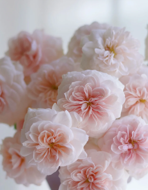 Sabrina Rose bush丨Your roses
