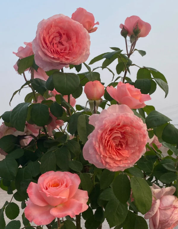 salmanasar rose plant丨Your roses