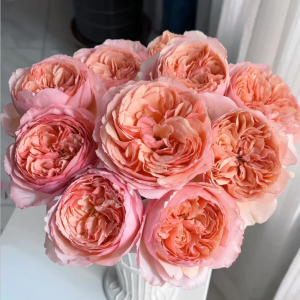 salmanasar rose丨Your roses