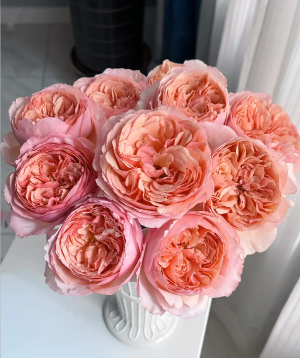 salmanasar rose丨Your roses