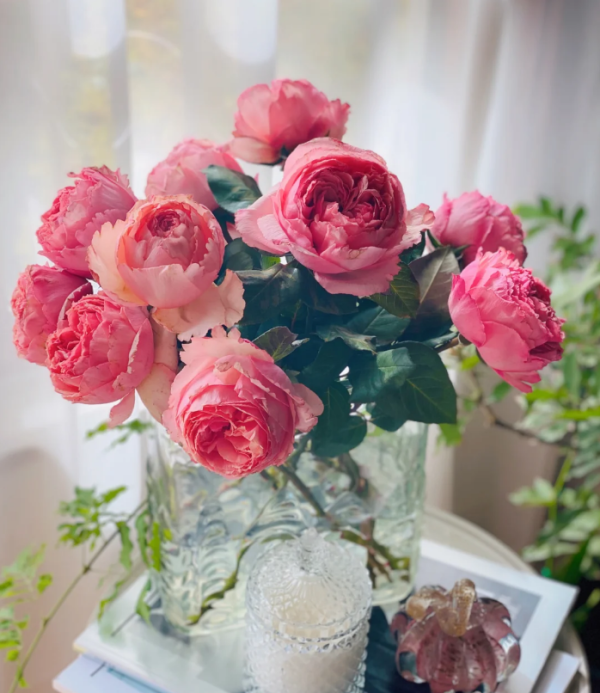 Salmanasar Rose plant丨Your roses