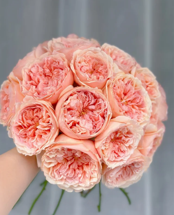 Salmanasar Rose丨Your roses