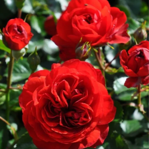 Scarlet Bonica Rose丨Your roses