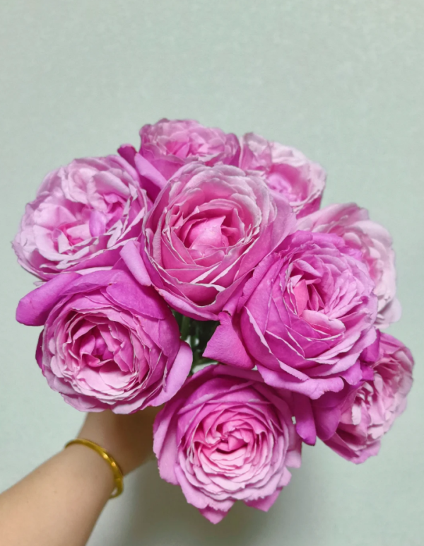 Emmanuelle Rose for sale丨Your roses