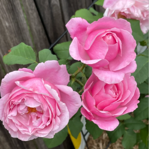 Emmanuelle Rose丨Your roses