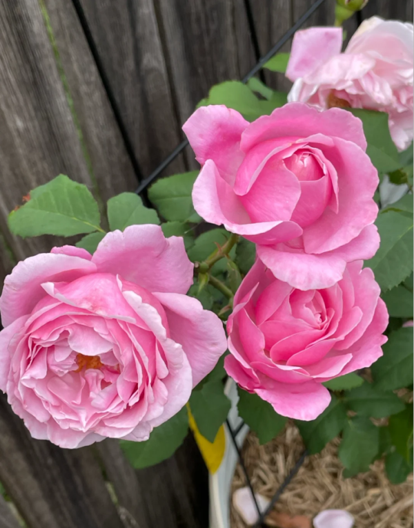 Emmanuelle Rose丨Your roses