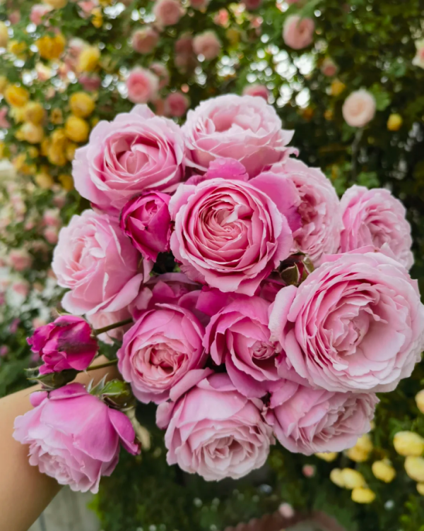 soeur emmanuelle rose plant丨Your roses