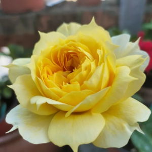Sunny Antike Rose for sale丨Your roses