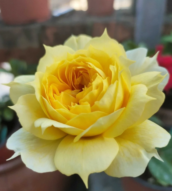 Sunny Antike Rose for sale丨Your roses