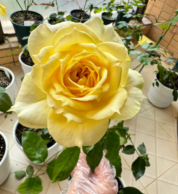Sunny Antike Roses丨Your roses