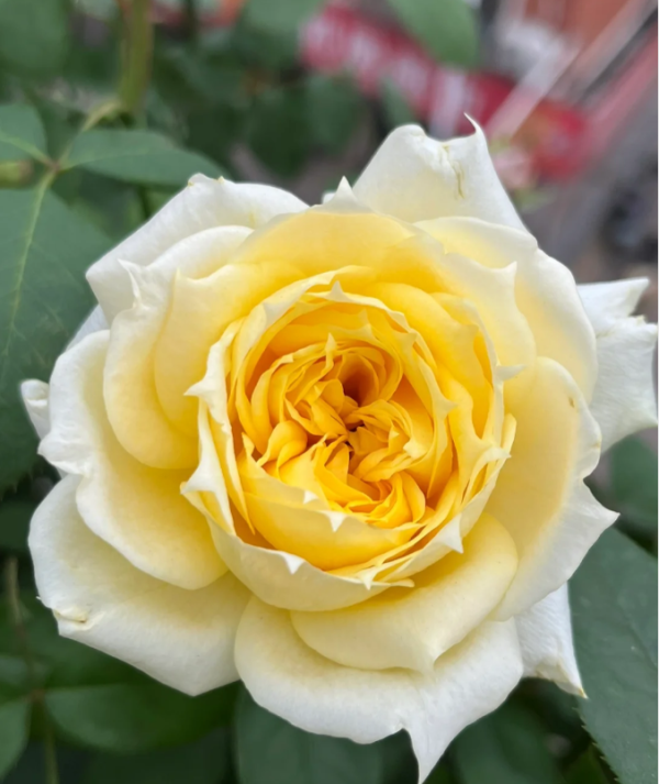 Sunny Antike Rose丨Your roses