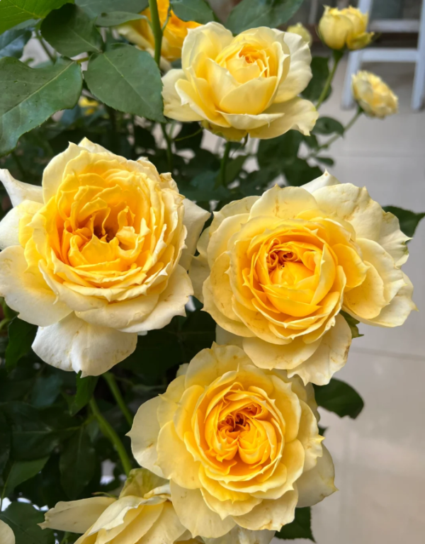Sunny Antike 丨Your roses