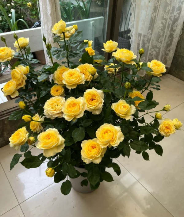 Sunny Antike Rose for sale丨Your roses