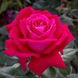 Sweet Spirit Rose丨Your roses